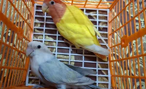 Tk's Birds Aviary