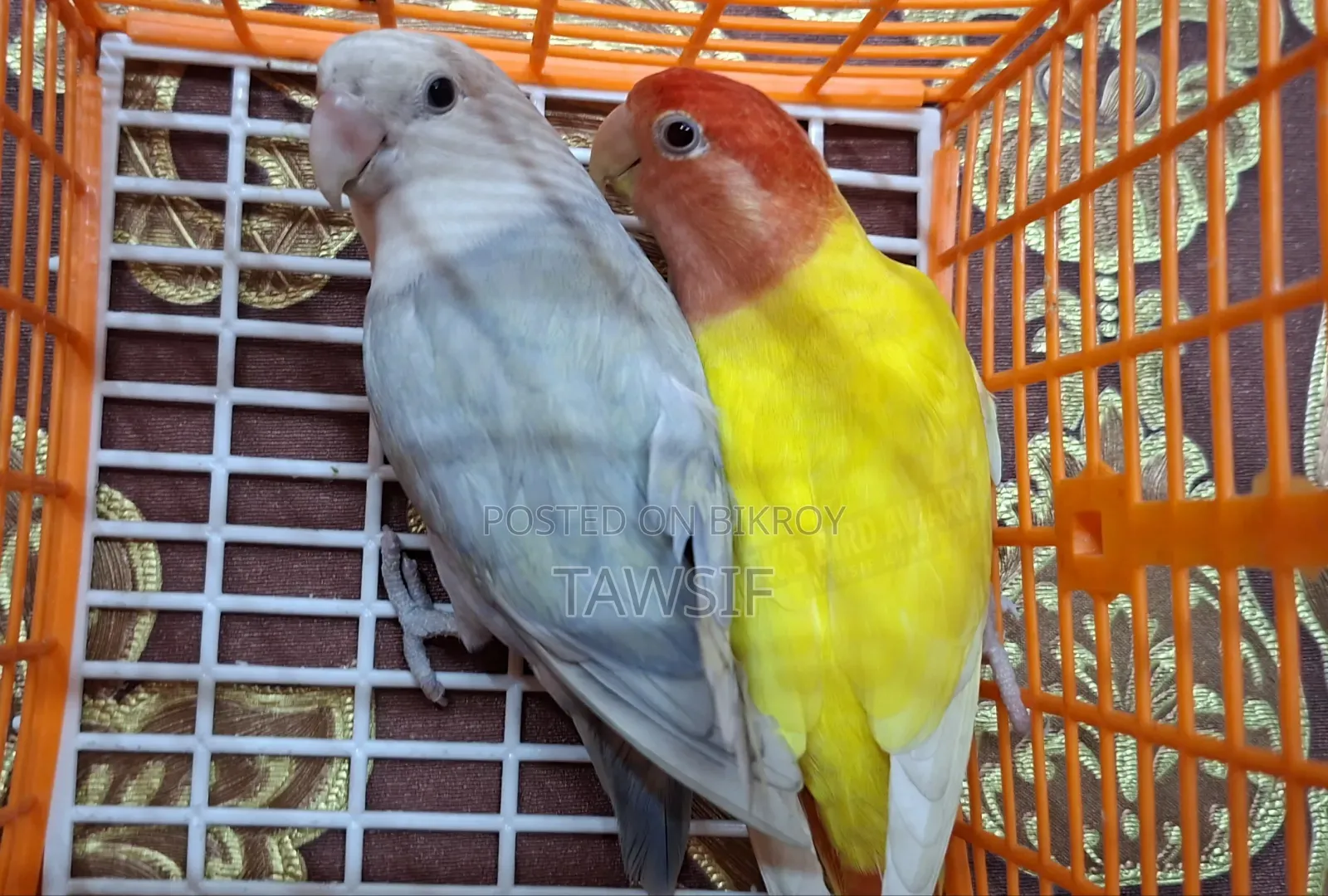 Tk's Birds Aviary