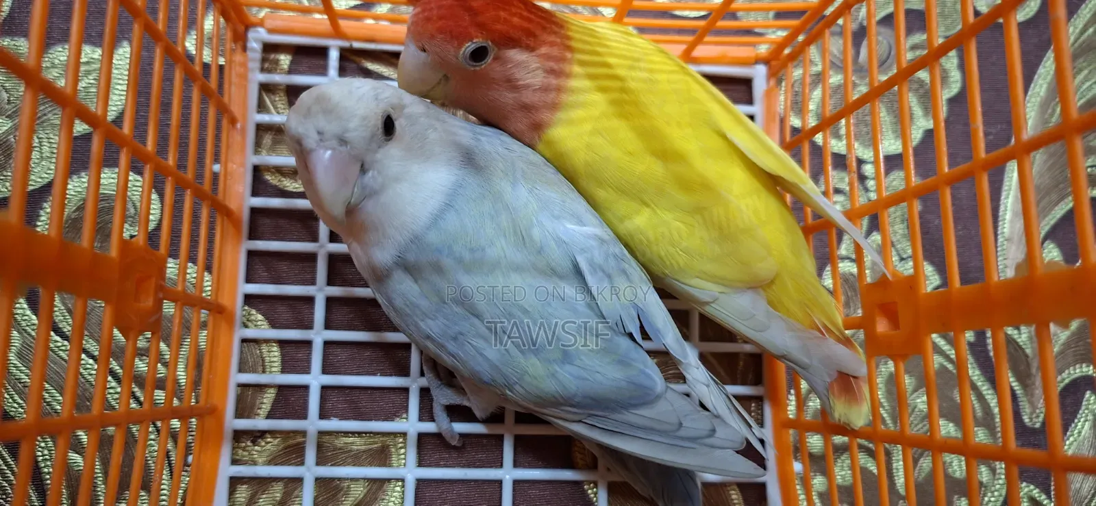 Tk's Birds Aviary