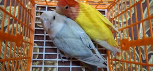 Tk's Birds Aviary