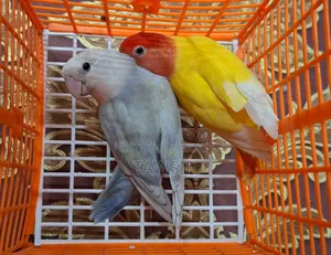 Tk's Birds Aviary