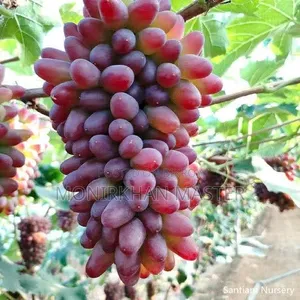 Fruit-bearing grape tree for sale