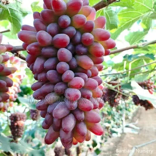 Fruit-bearing grape tree for sale