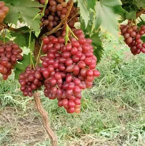 Fruit-bearing grape tree for sale
