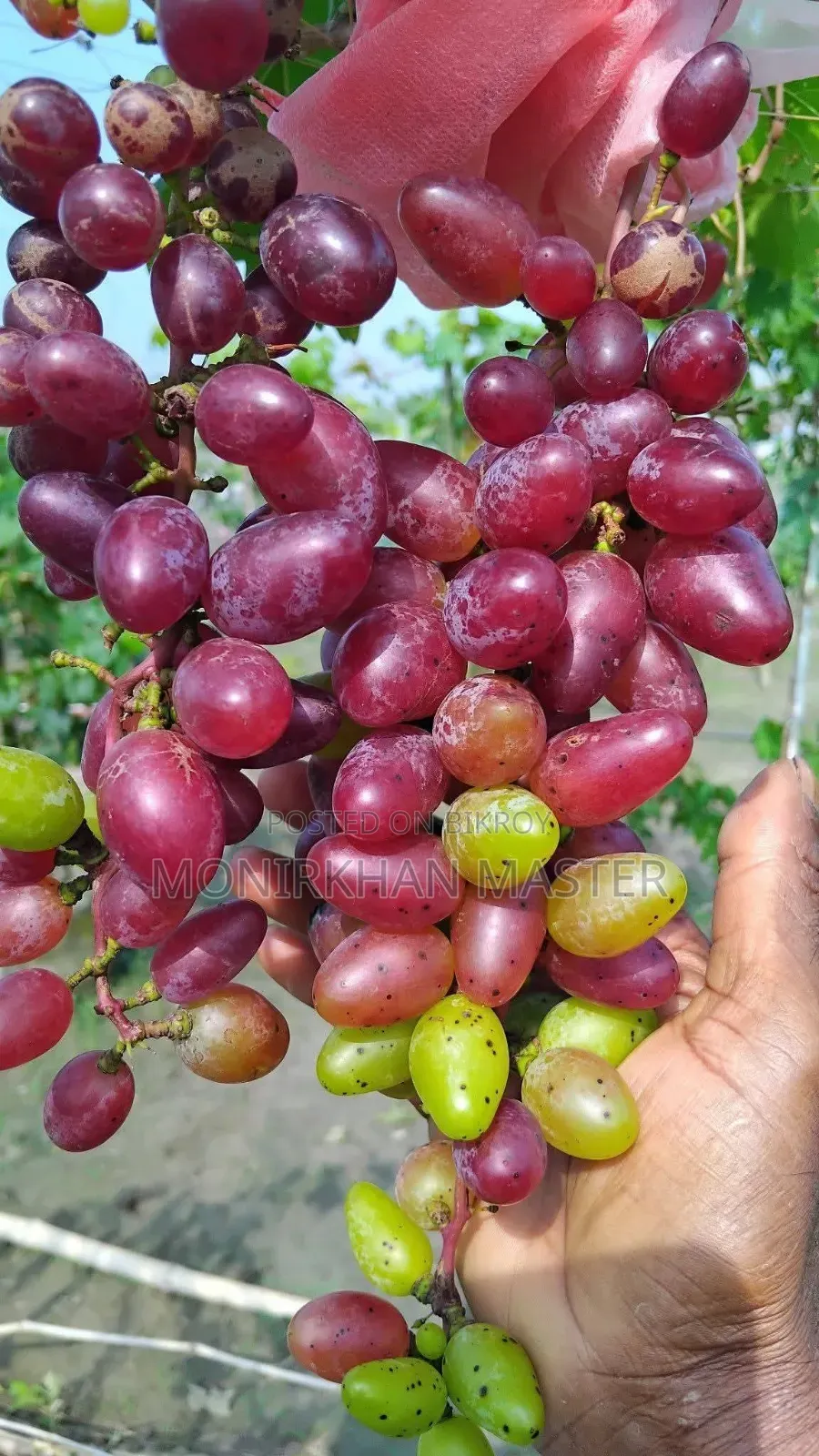 Fruit-bearing grape tree for sale