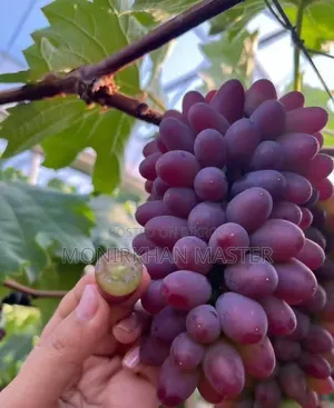 Fruit-bearing grape tree for sale