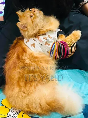 1+ Year Male Purebred Persian