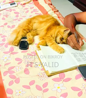 1+ Year Male Purebred Persian