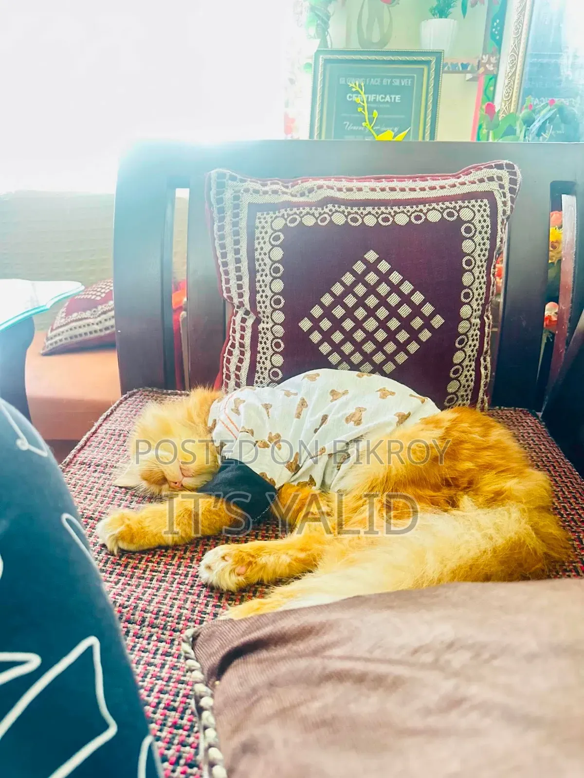 1+ Year Male Purebred Persian