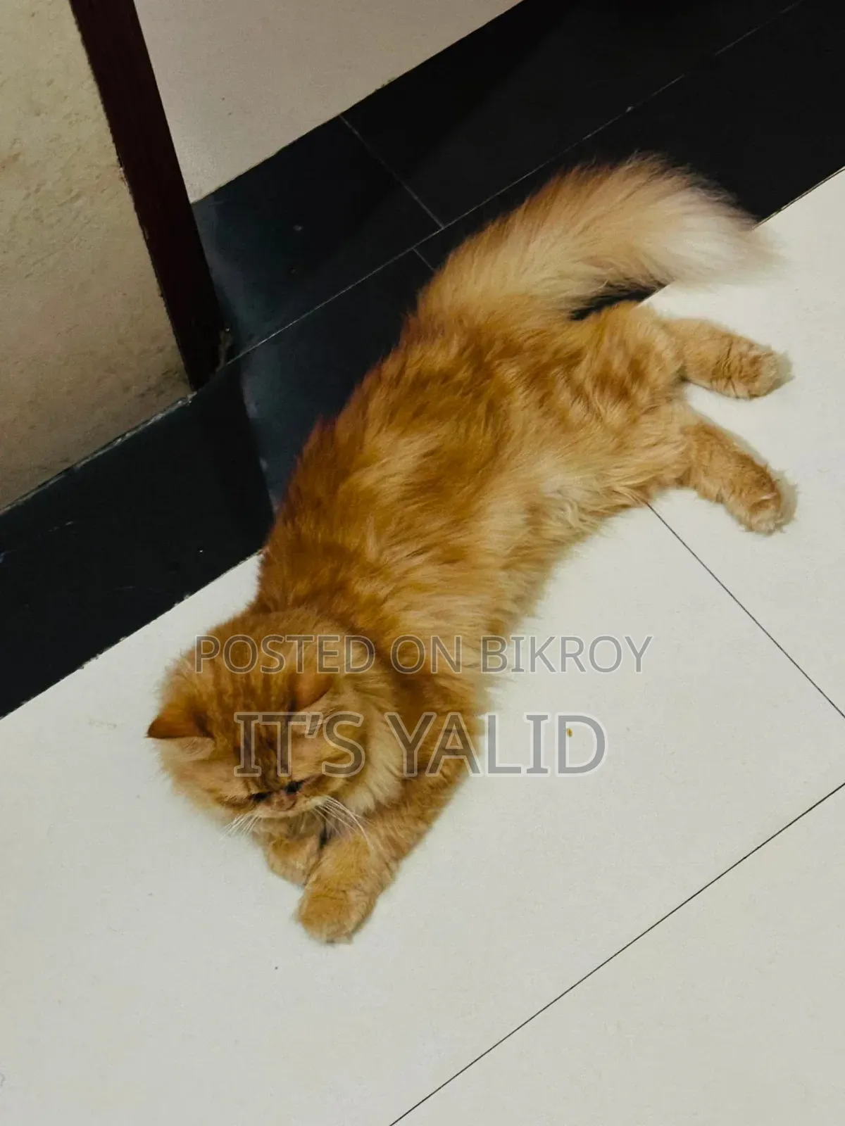 1+ Year Male Purebred Persian