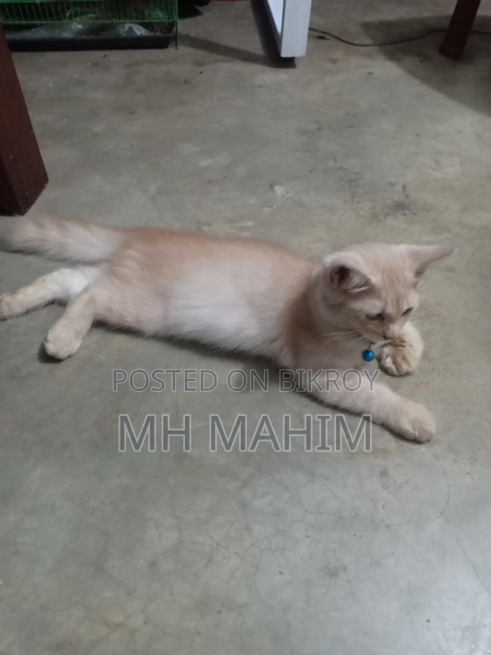 1-3 Months Male Mixed Breed Persian
