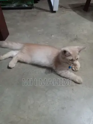 1-3 Months Male Mixed Breed Persian