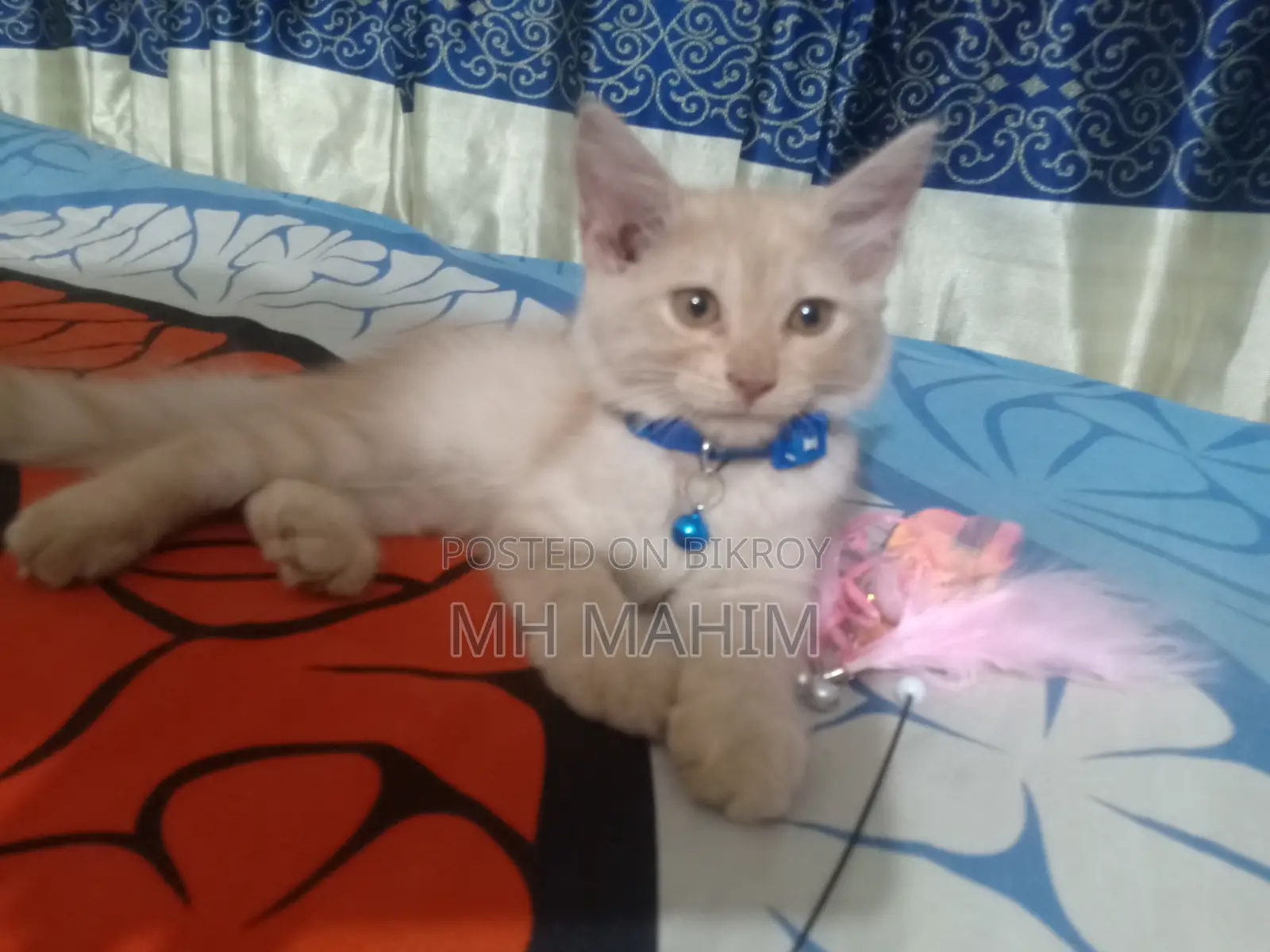 1-3 Months Male Mixed Breed Persian
