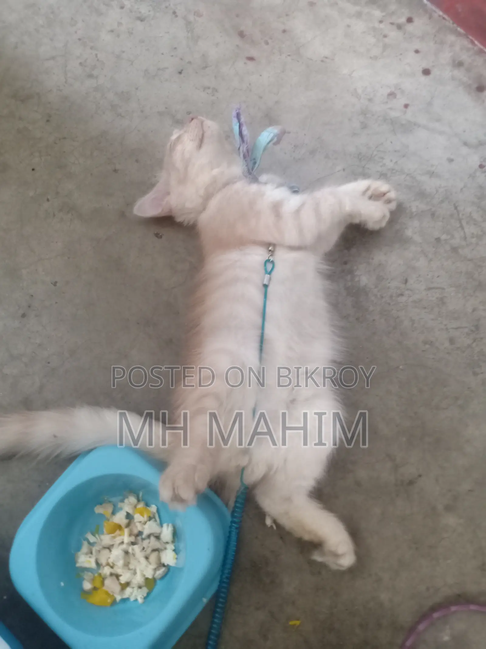 1-3 Months Male Mixed Breed Persian