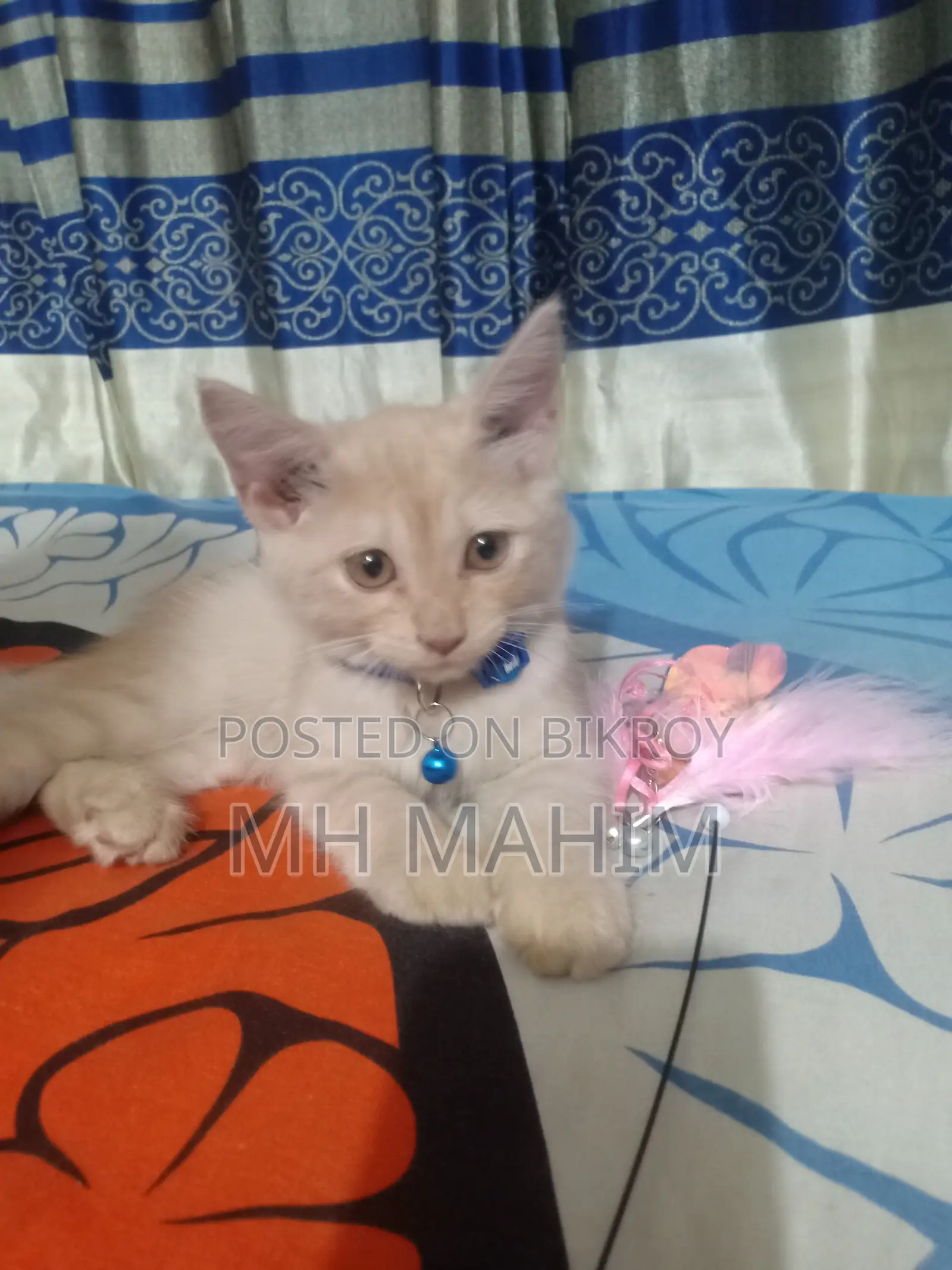 1-3 Months Male Mixed Breed Persian