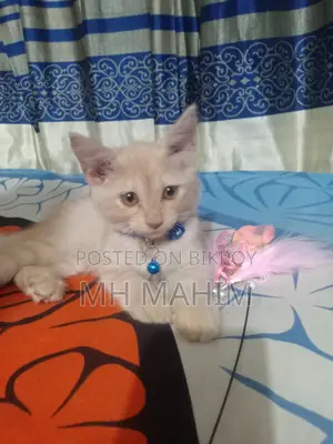 1-3 Months Male Mixed Breed Persian