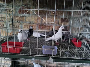 Giribaz and Ghola Pigeons