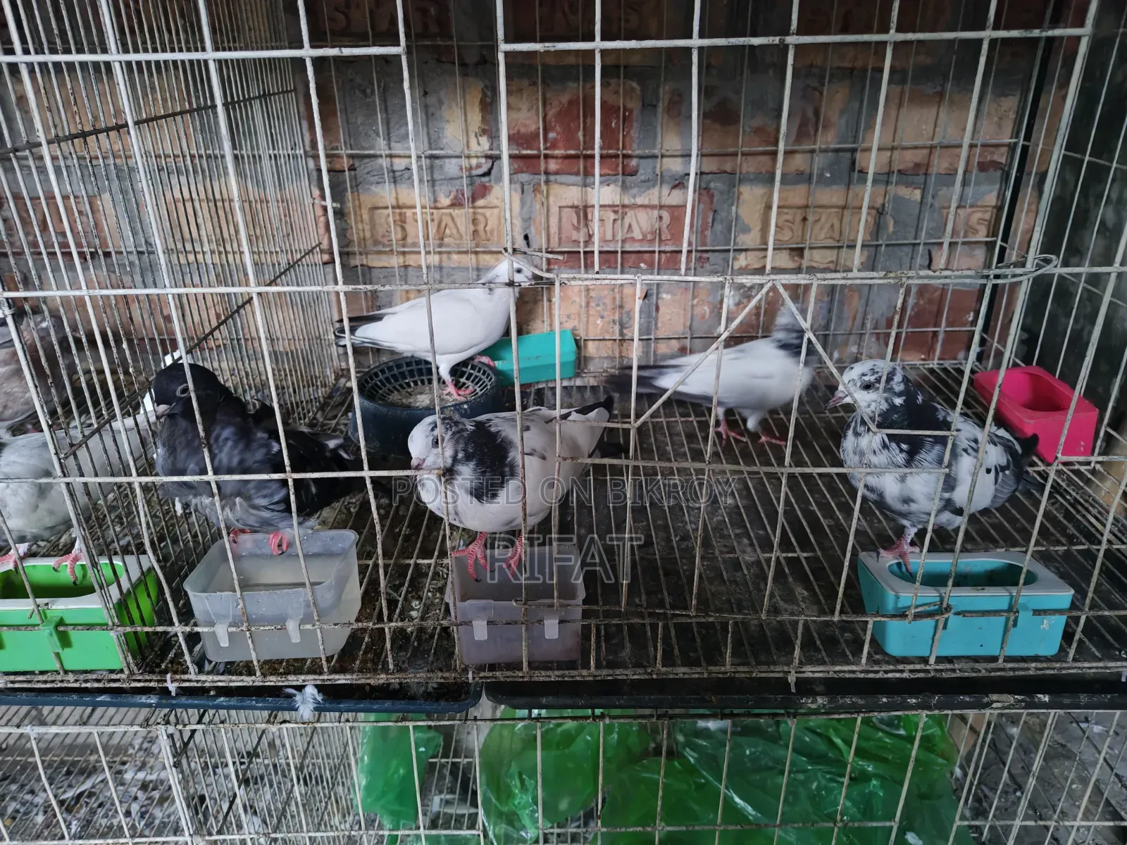 Giribaz and Ghola Pigeons