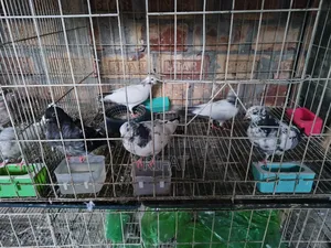 Giribaz and Ghola Pigeons