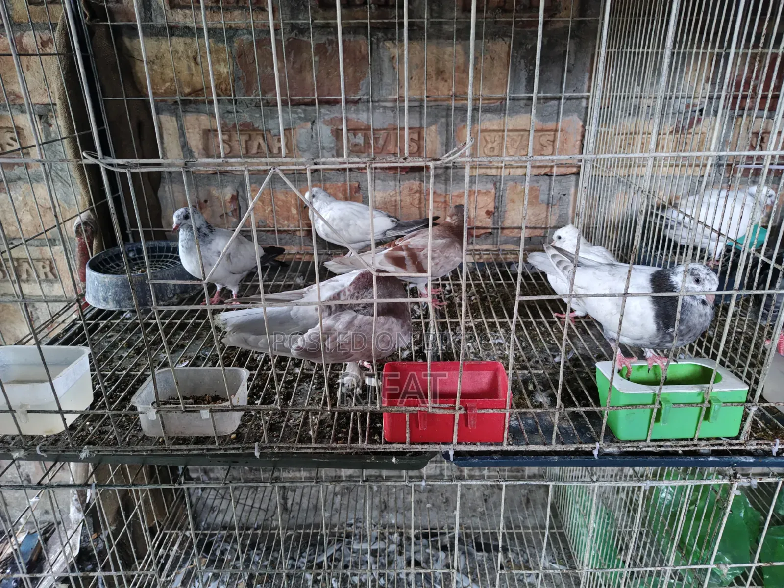 Giribaz and Ghola Pigeons