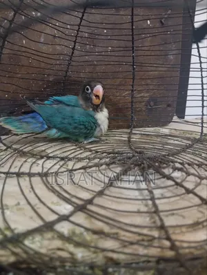 লাভ বার্ড