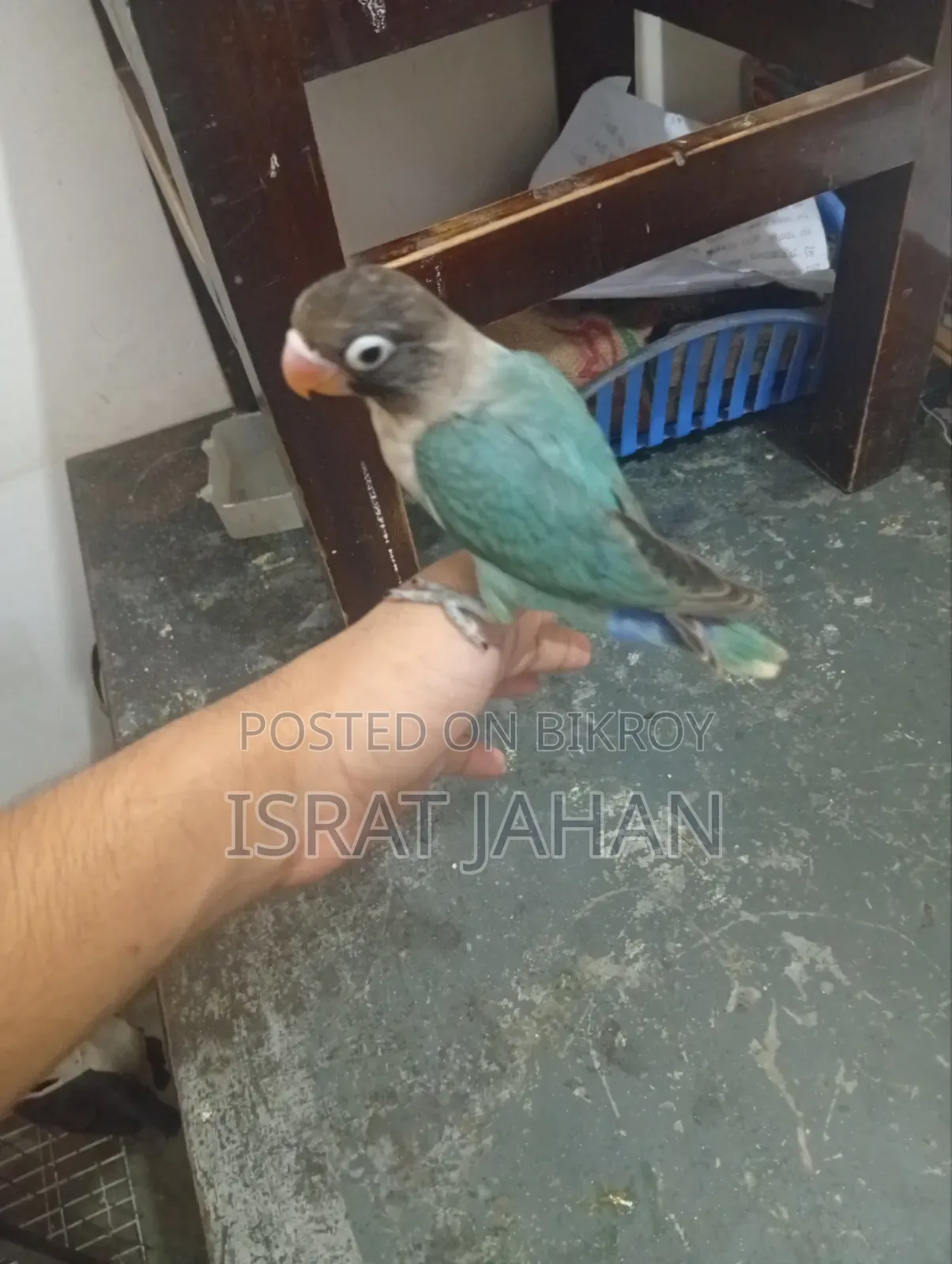লাভ বার্ড