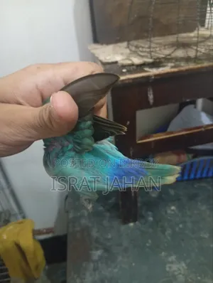 লাভ বার্ড