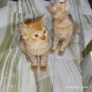 1-3 Months Female Purebred Persian