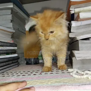 1-3 Months Female Purebred Persian