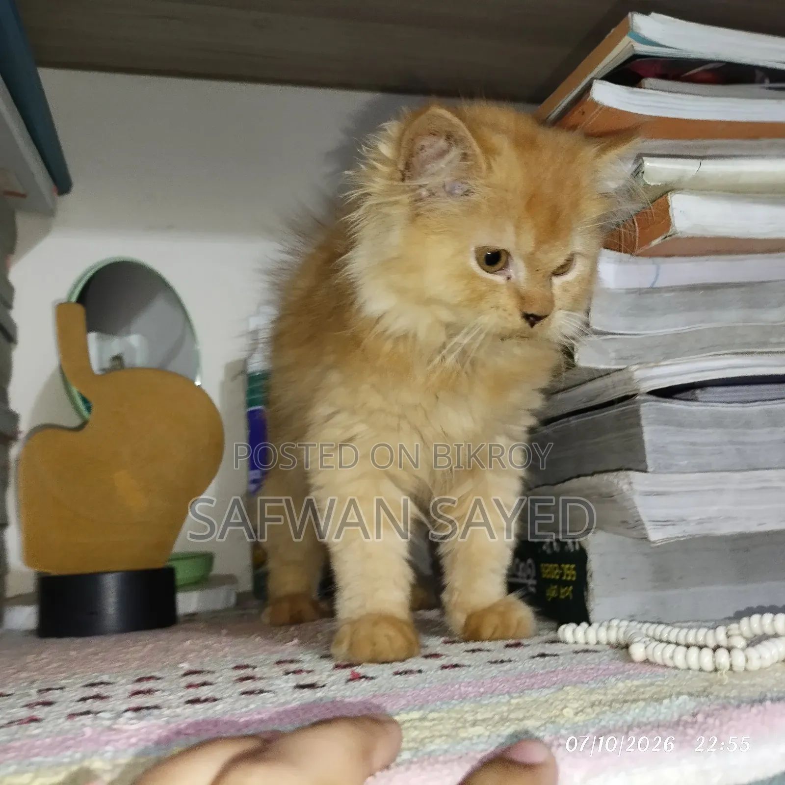 1-3 Months Female Purebred Persian