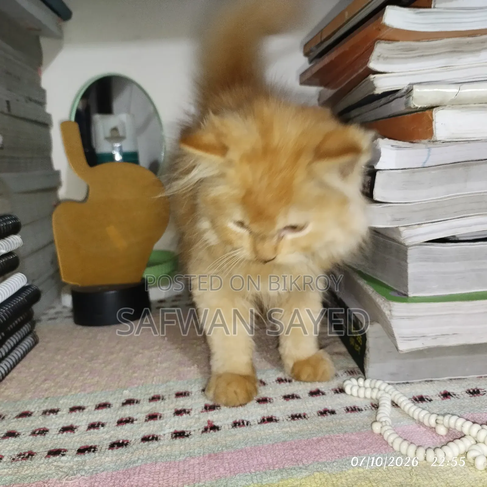 1-3 Months Female Purebred Persian