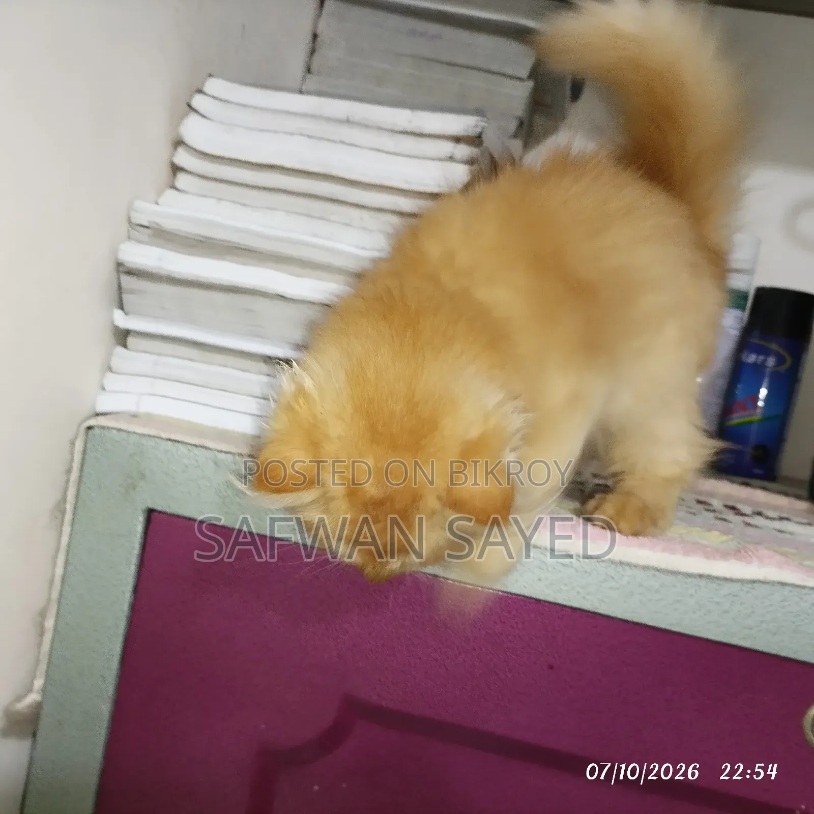 1-3 Months Female Purebred Persian
