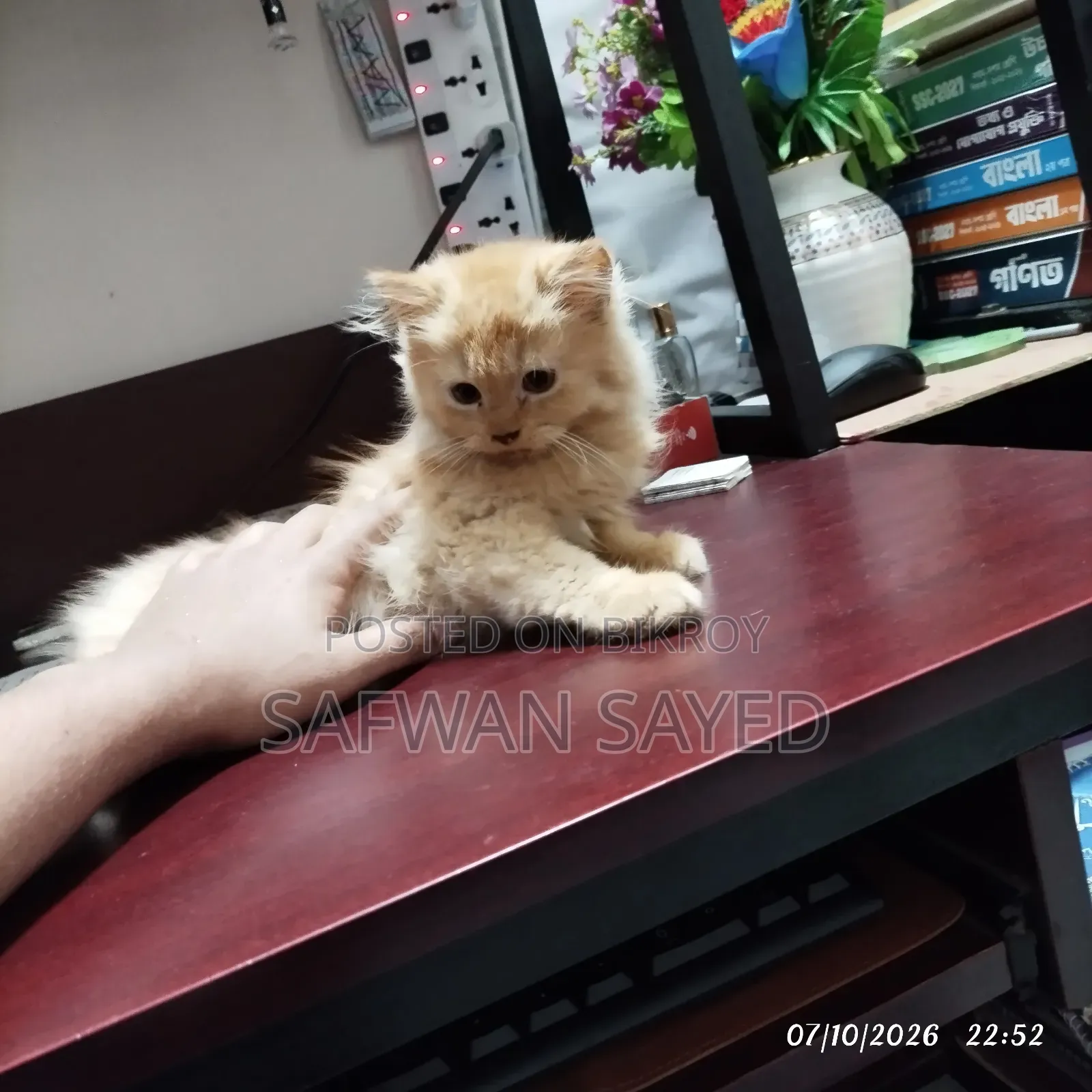 1-3 Months Female Purebred Persian