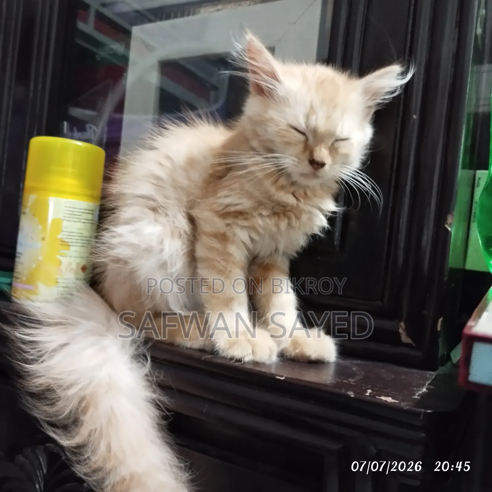 1-3 Months Female Purebred Persian