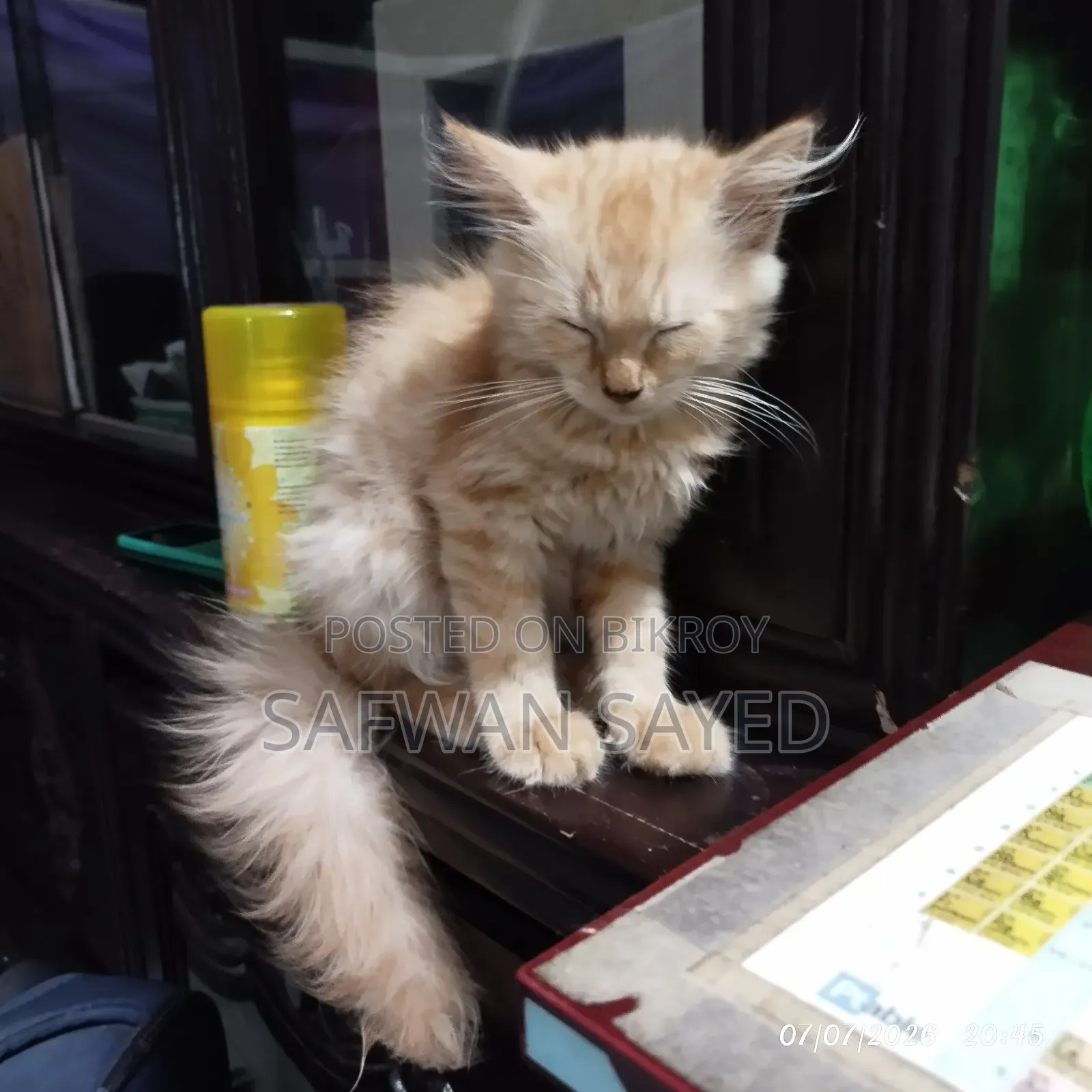 1-3 Months Female Purebred Persian
