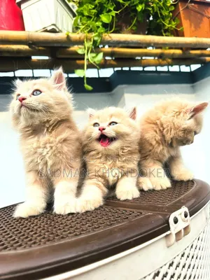 1-3 Months Male Purebred Persian