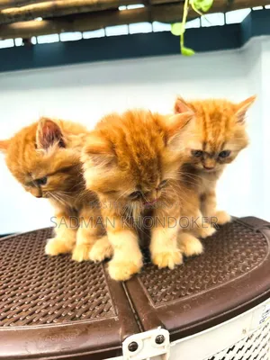 1-3 Months Male Purebred Persian