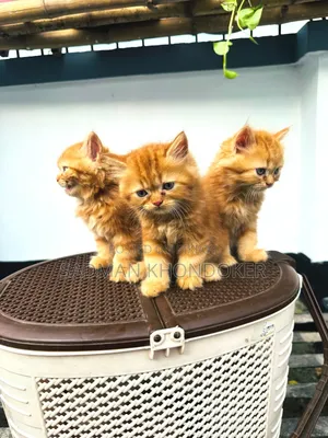 1-3 Months Male Purebred Persian