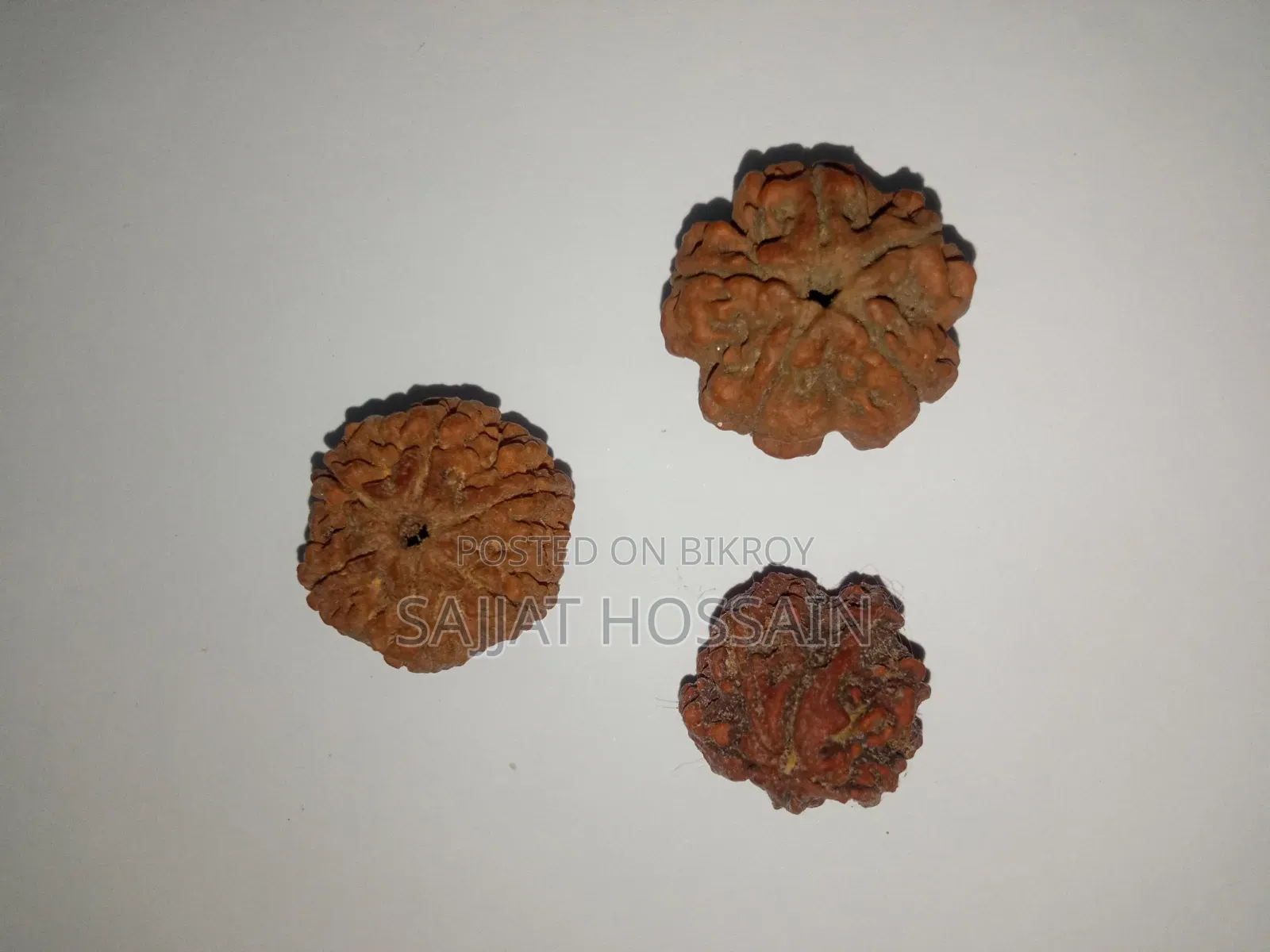 5 Rudraksha Beads