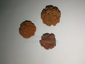 5 Rudraksha Beads