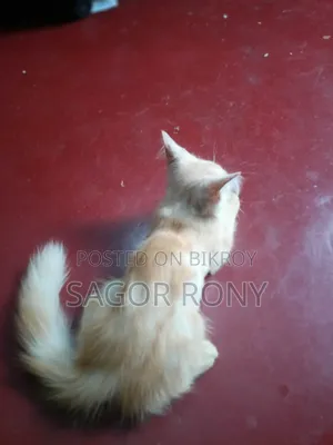 3-6 Months Female Purebred Persian