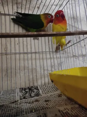 Lovebird, Running Pair