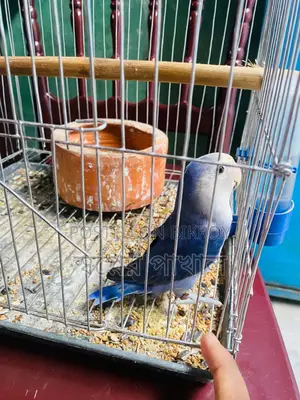 লাভ বার্ড বিক্রি