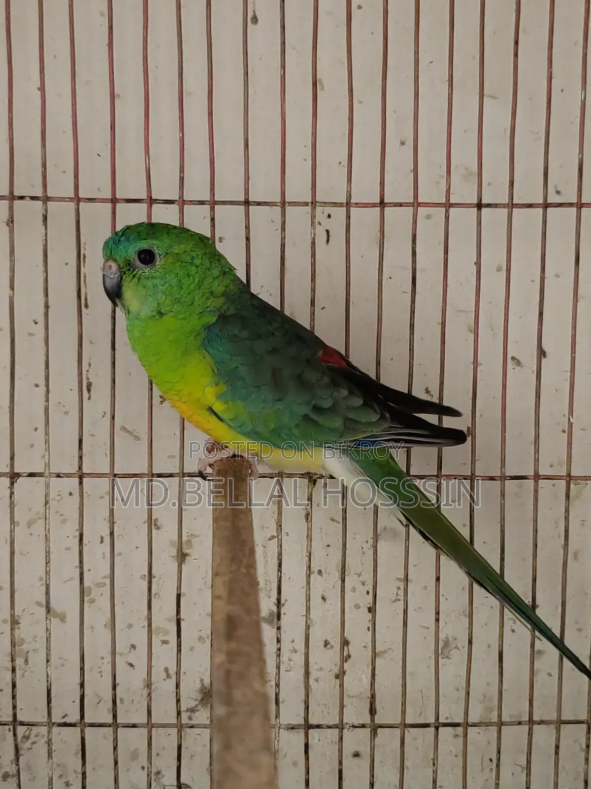 র‍্যাম্প/ ককাটেইল / লাভ বাডর্স/বাজারিগার