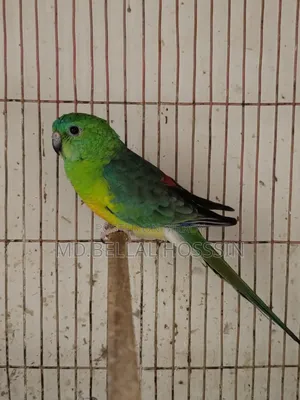র‍্যাম্প/ ককাটেইল / লাভ বাডর্স/বাজারিগার