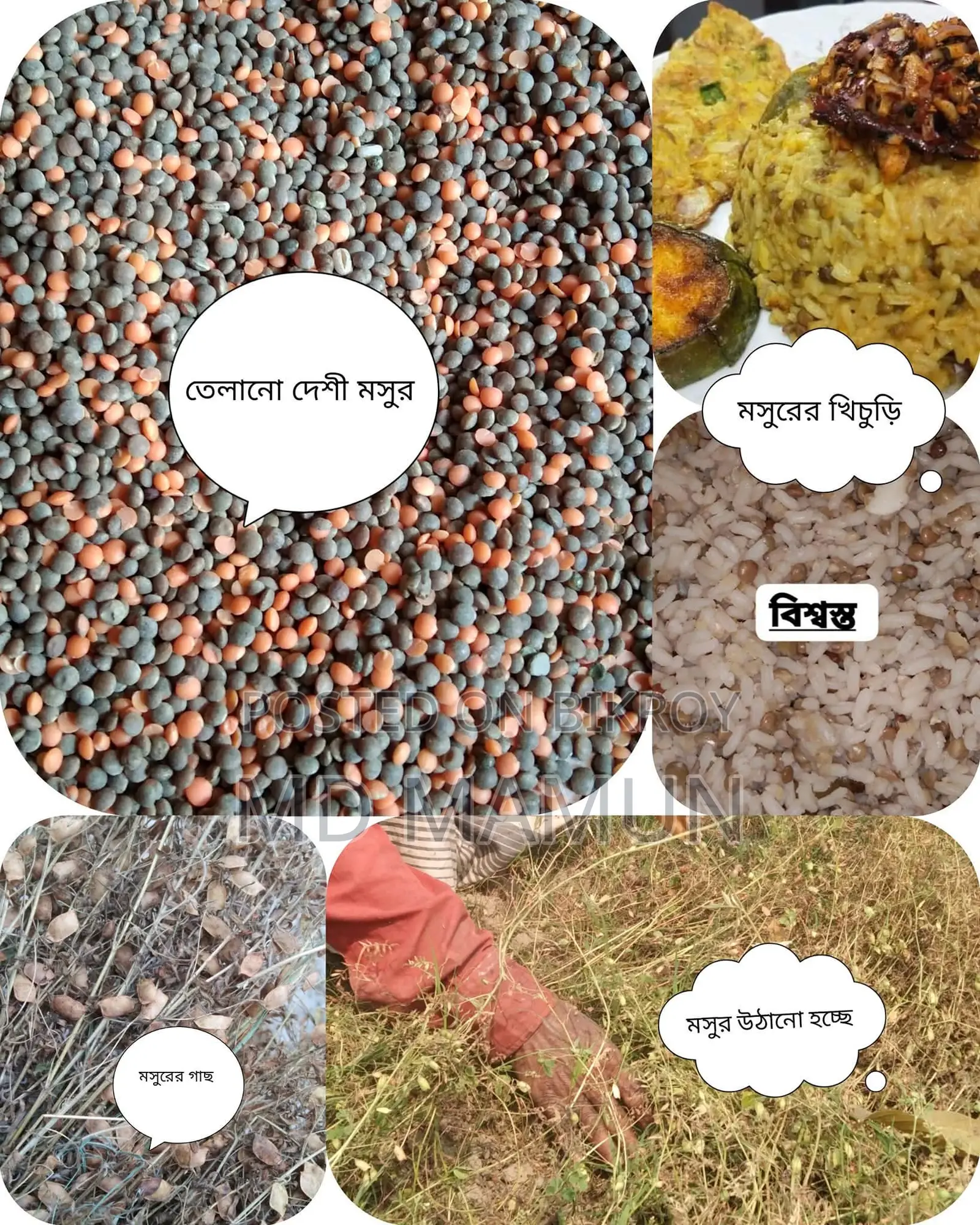 Whole Lentil Khichuri Cooking
