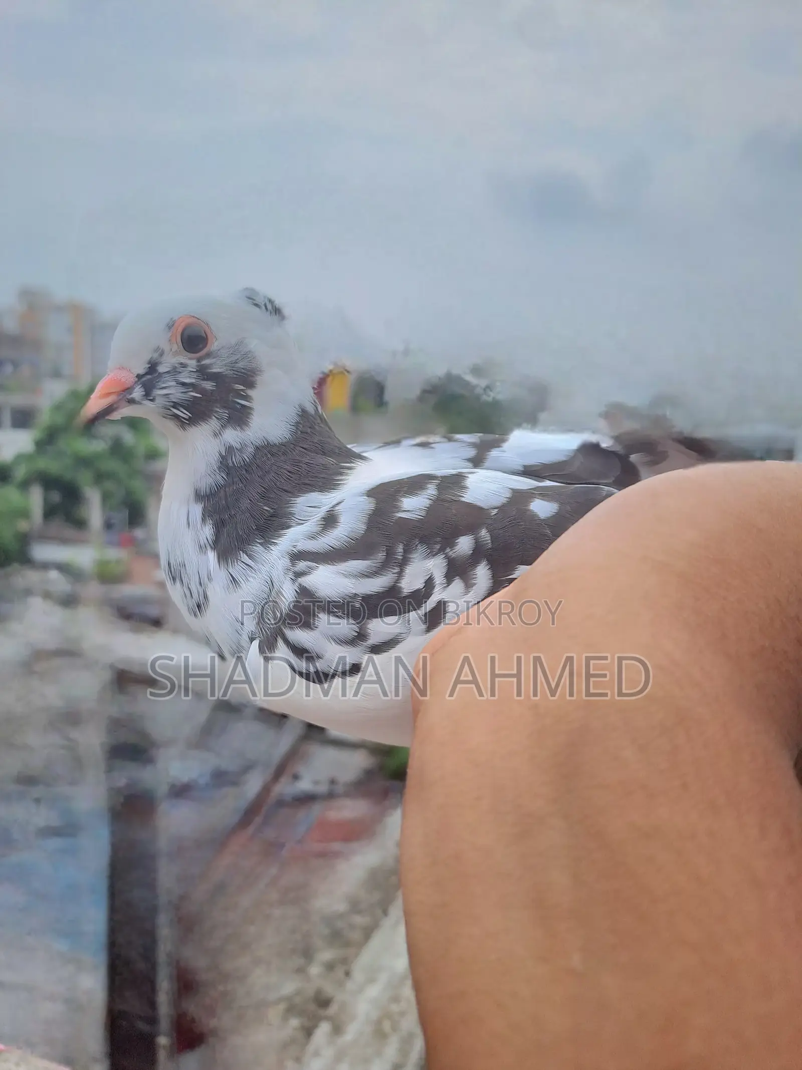 Rajshahi Giribaz Pigeon