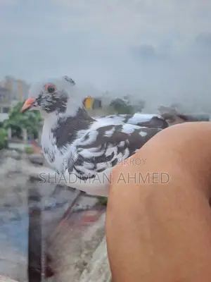 Rajshahi Giribaz Pigeon
