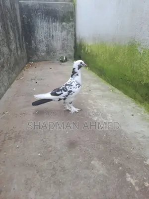 Rajshahi Giribaz Pigeon
