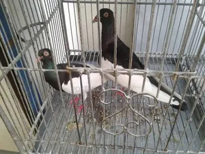 মেগপাই ও কালো সিরাজি কবুতর ৩জোড়া